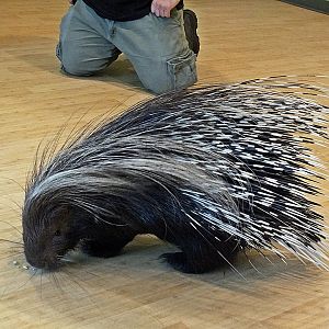 Crested porcupine