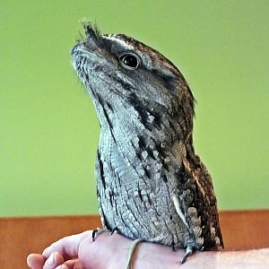 Tawny frogmouth