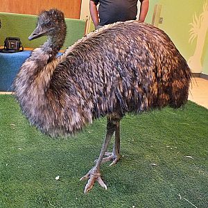 Emu