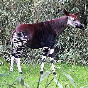 Female okapi