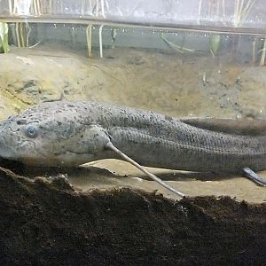 Spotted lungfish
