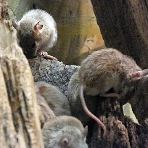 African pygmy mice