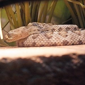 Juvenile Santa Catalina rattlesnake