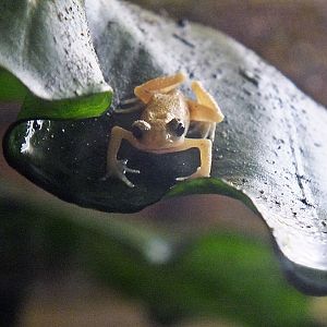 Kihansi spray toad
