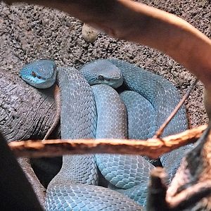 Blue phase Sunda pit vipers