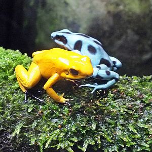 Golden poison-dart frog and green-and-black poison-dart frog