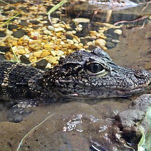 Juvenile Chinese alligator