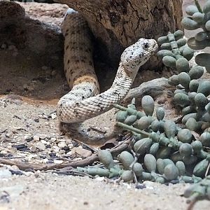 Southwestern speckled rattlesnake