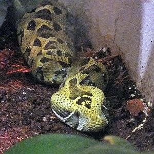 Ethiopian mountain adder