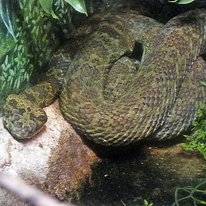 Mangshan pit viper