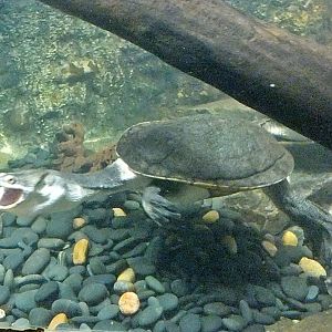 Broad-shelled long-necked turtle