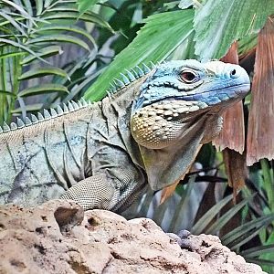 Grand Cayman blue iguana