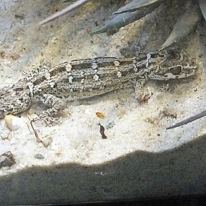 Carrot-tailed viper gecko