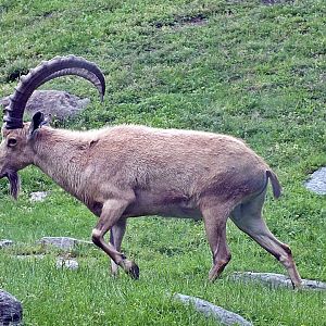 Male Nubian ibex