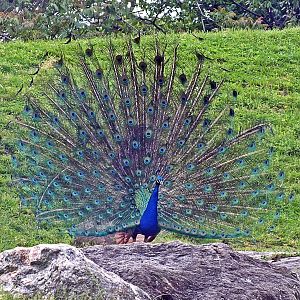 Male blue peafowl