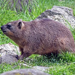 Rock hyrax