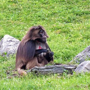 Male gelada