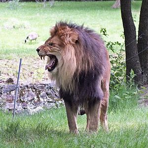 Male lion exhibiting flehmen response