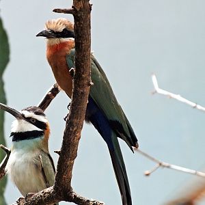 White-fronted and white-throated bee-eaters