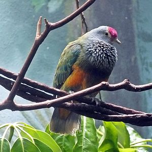 Mariana fruit dove