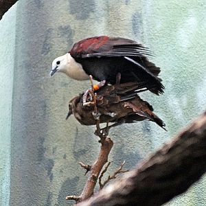 White-throated ground doves