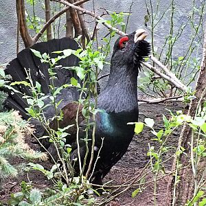 Male western capercaillie