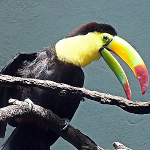 Keel-billed toucan sunning