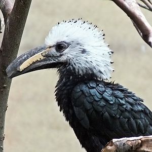 White-crested hornbill