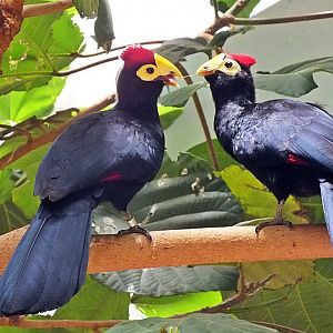 Ross' turacos