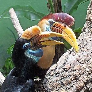 Knobbed hornbills