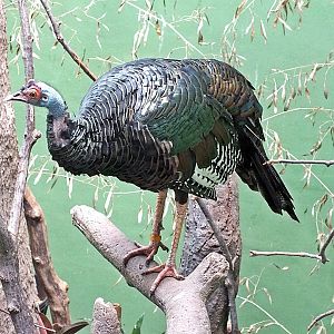 Ocellated turkey