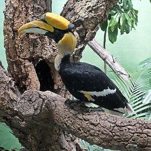 Great Indian hornbill