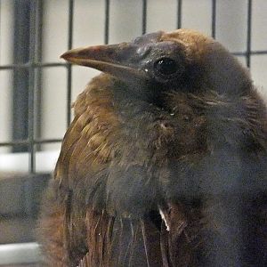 Red bird-of-paradise chick