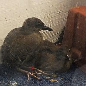 Guam rail chicks