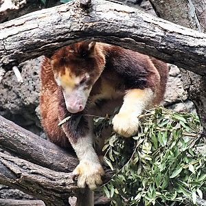 Matschie's tree kangaroo