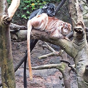 Javan lutungs (black and golden phases)