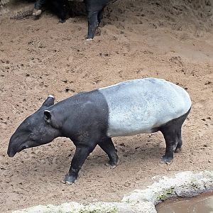 Malayan tapir