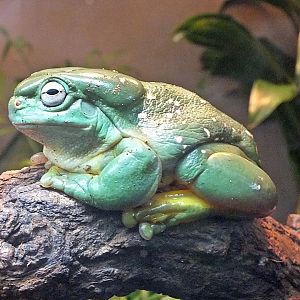 Magnificent tree frog