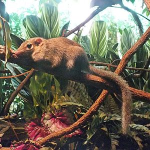 Northern tree shrew