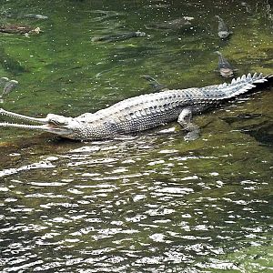 Gharial