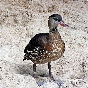 Spotted whistling-duck