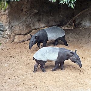 Malayan tapirs