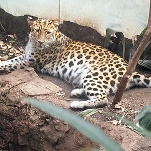 Amur leopard