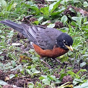 American robin