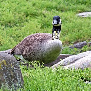 Tagged Atlantic Canada goose