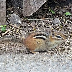Eastern chipmunk