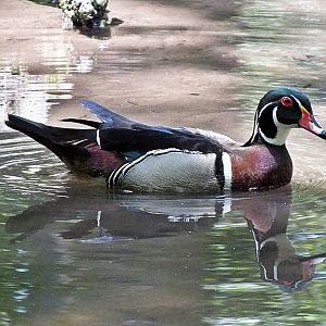 Male wood duck