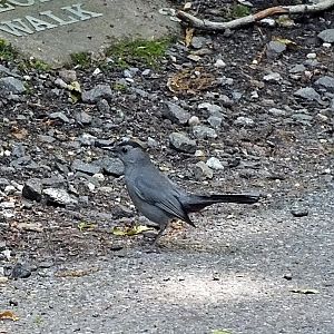 Grey catbird