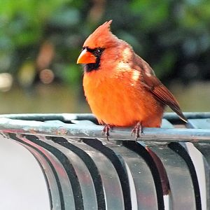 Male northern cardinal