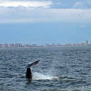 Humpback whale